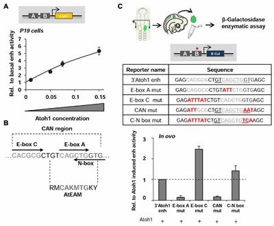 The Repression of Atoh1 by Neurogenin1 during Inner Ear Development